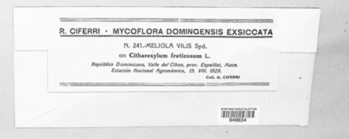 Asteridiella vilis image